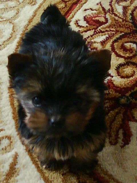 ПРОДАЮТСЯ ЩЕНКИ!!!