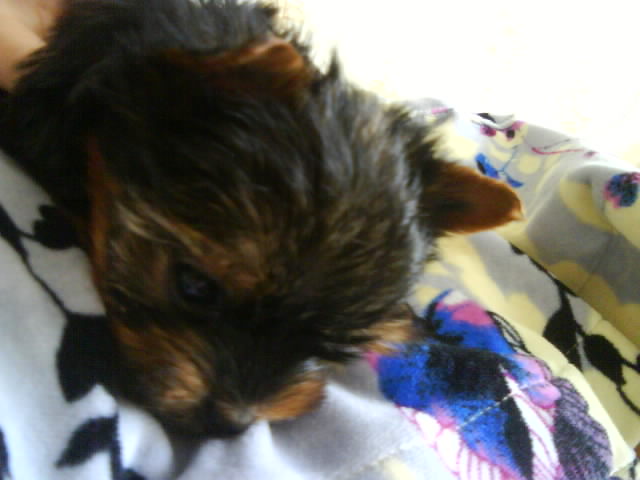 ПРОДАЮТСЯ ЩЕНКИ!!!